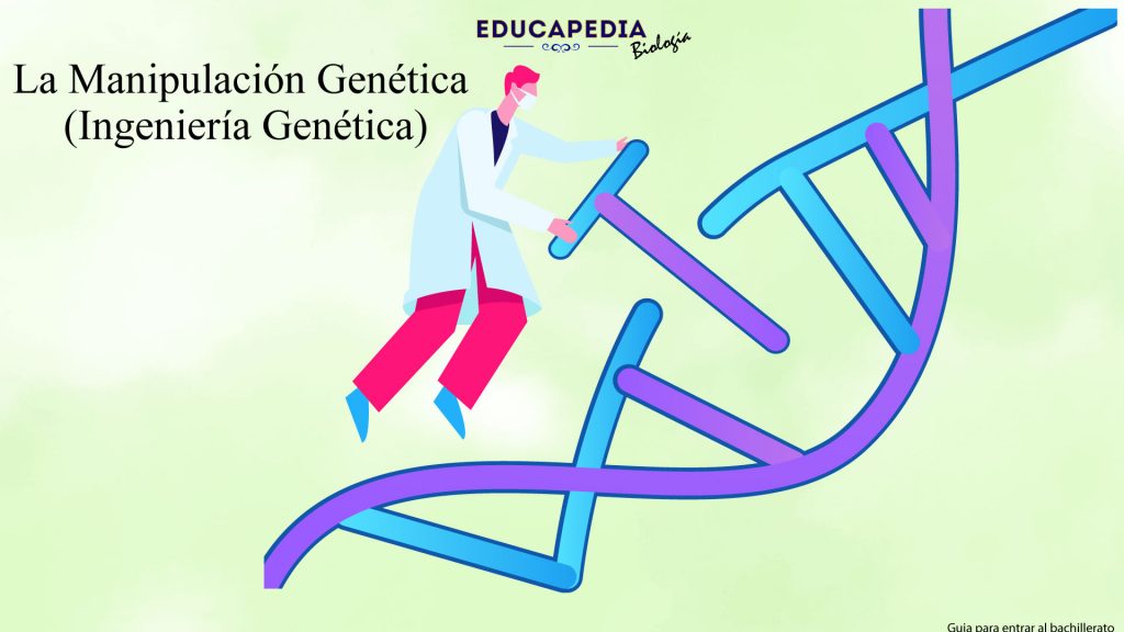 La Manipulación Genética Ingeniería Genética Educapedia 8348