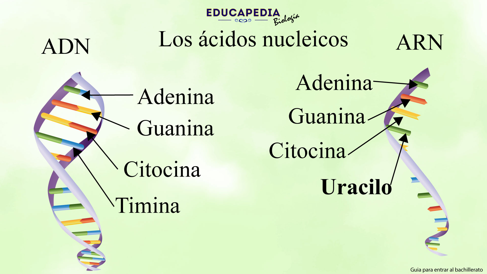 Los Ácidos Nucleicos - Educapedia